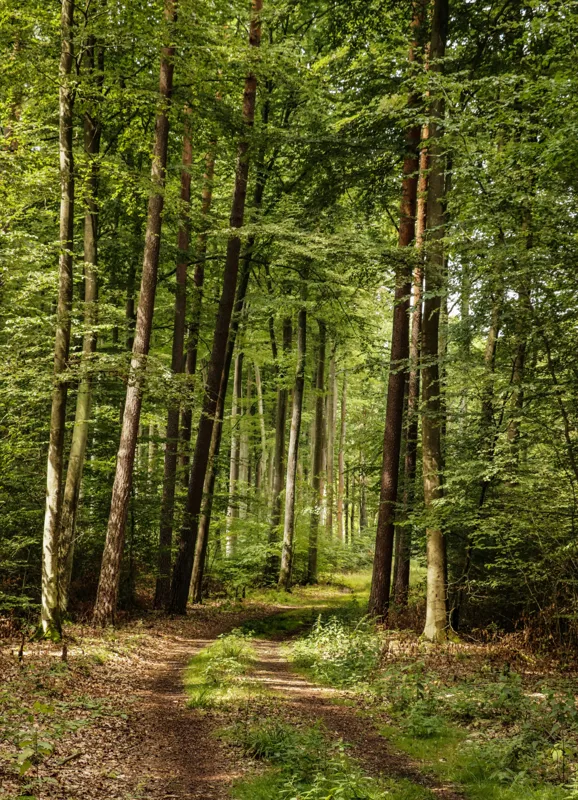 Tablou Canvas, "Cărare prin pădurea liniștită de vară", Pădure, Potecă, Copaci, Lumină, Frunze, Natură, Verde, Tranquilitate, 39 x 54 cm – poza 2