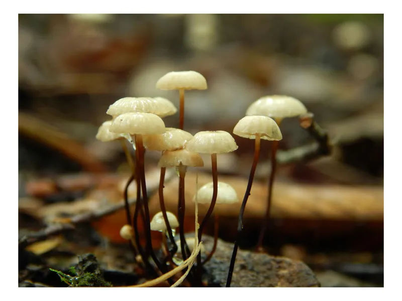 Tablou Canvas, "Misterul ciupercilor ascunse în pădure", Grup, Ciuperci, Pălării, Scurte, Fragile, Lumina, Natură, Pământ, Toamnă, Microscopic, Detaliu, Mediul, Pădure, Textură., 150 x 100 cm