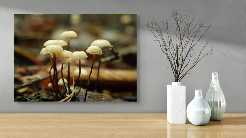 Tablou Canvas, "Misterul ciupercilor ascunse în pădure", Grup, Ciuperci, Pălării, Scurte, Fragile, Lumina, Natură, Pământ, Toamnă, Microscopic, Detaliu, Mediul, Pădure, Textură., 70 x 50 cm – poza 3