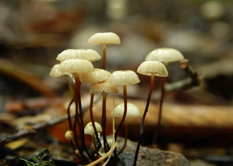 Tablou Canvas, "Misterul ciupercilor ascunse în pădure", Grup, Ciuperci, Pălării, Scurte, Fragile, Lumina, Natură, Pământ, Toamnă, Microscopic, Detaliu, Mediul, Pădure, Textură., 70 x 50 cm – poza 2
