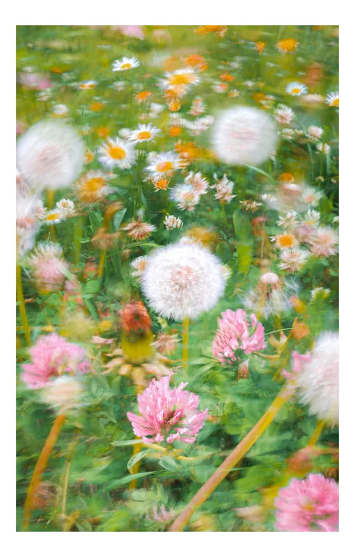 Tablou Canvas, "Dansul florilor în bătaia vântului", Flori, Culoare, Vise, Primăvară, Natură, Încântare, Blândețe, Delicatețe, Pastel, Mișcare, 26 x 39 cm