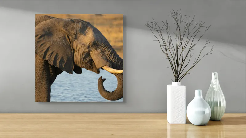 Tablou Canvas, "Elefant lângă apă la apus", Elefant, Apă, Urechi, Trompă, Fildeș, Natură, Piele, Mamifer, 50 x 50 cm – poza 3