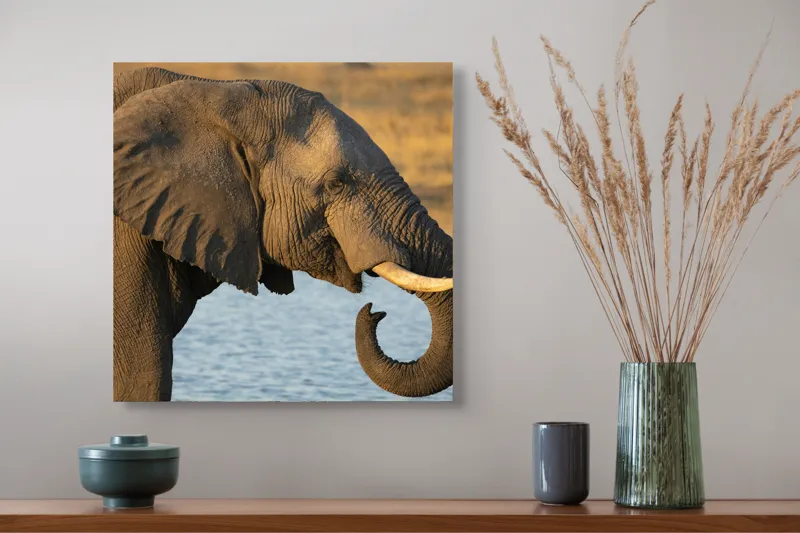 Tablou Canvas, "Elefant lângă apă la apus", Elefant, Apă, Urechi, Trompă, Fildeș, Natură, Piele, Mamifer, 50 x 50 cm – poza 4
