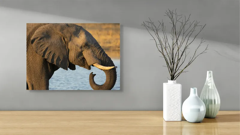 Tablou Canvas, "Elefant lângă apă la apus", Elefant, Apă, Urechi, Trompă, Fildeș, Natură, Piele, Mamifer, 54 x 39 cm – poza 3
