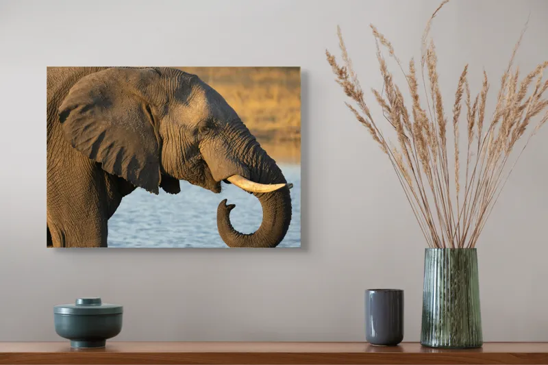 Tablou Canvas, "Elefant lângă apă la apus", Elefant, Apă, Urechi, Trompă, Fildeș, Natură, Piele, Mamifer, 54 x 39 cm – poza 4
