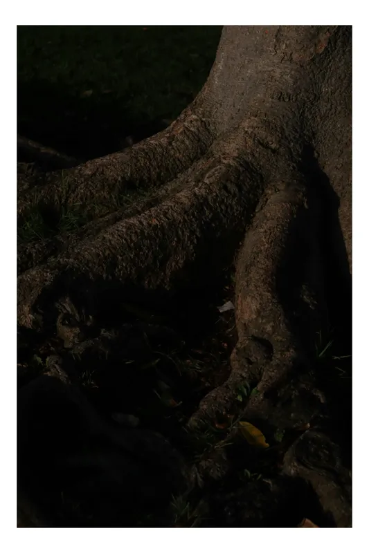 Tablou Canvas, "Umbrele rădăcinilor sub lumina lunii", Trunchi, Rădăcini, Textură, Întuneric, Natură, Arbori, Detalii, Umbră, Lumește, Mister., 100 x 150 cm