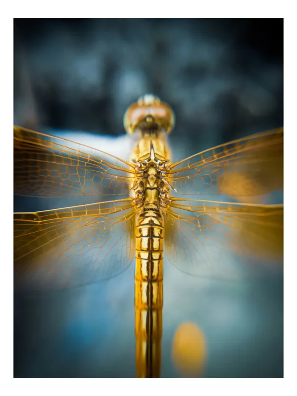 Tablou Canvas, "Libelula aurie în zbor static", Delicate, Simetrie, Aripi, Detaliu, Frumusețe, Natură, Insectă, Strălucire, Culoare, Precizie, 50 x 70 cm
