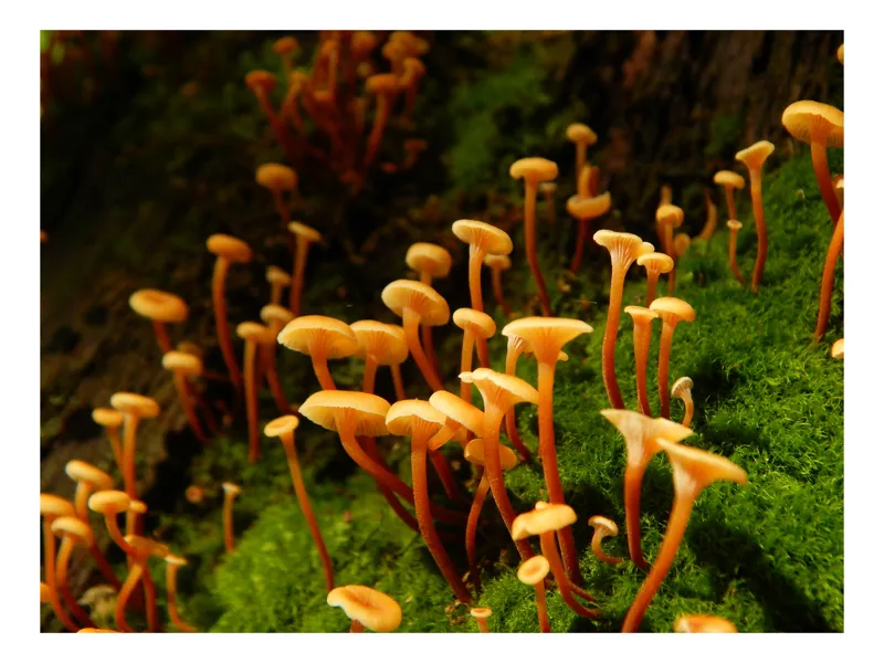 Tablou Canvas, "Ciuperci aurii în pădure verde", Fungi, Pădure, Mușchi, Natură, Ciuperci, Plante, Înverzire, Ecosistem, Habitat, 39 x 26 cm
