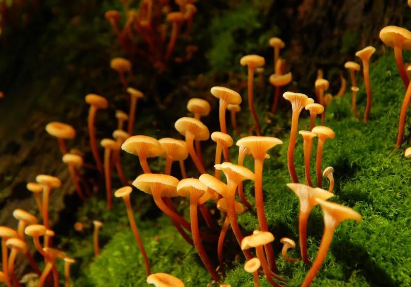 Tablou Canvas, "Ciuperci aurii în pădure verde", Fungi, Pădure, Mușchi, Natură, Ciuperci, Plante, Înverzire, Ecosistem, Habitat, 100 x 70 cm – poza 2