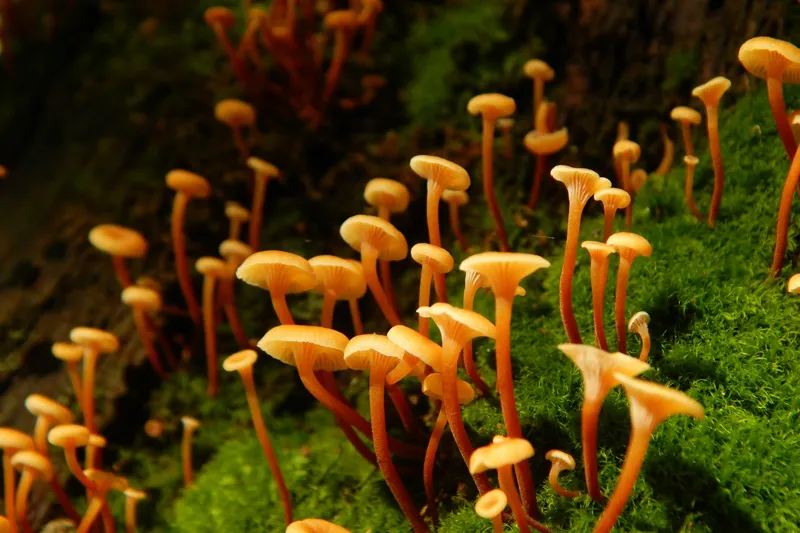 Tablou Canvas, "Ciuperci aurii în pădure verde", Fungi, Pădure, Mușchi, Natură, Ciuperci, Plante, Înverzire, Ecosistem, Habitat, 150 x 100 cm – poza 2