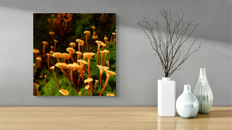 Tablou Canvas, "Ciuperci aurii în pădure verde", Fungi, Pădure, Mușchi, Natură, Ciuperci, Plante, Înverzire, Ecosistem, Habitat, 50 x 50 cm – poza 3
