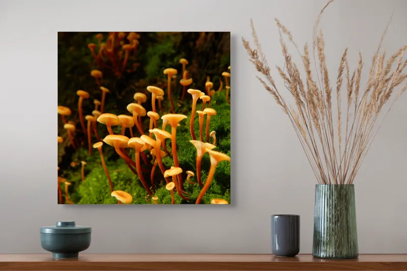 Tablou Canvas, "Ciuperci aurii în pădure verde", Fungi, Pădure, Mușchi, Natură, Ciuperci, Plante, Înverzire, Ecosistem, Habitat, 50 x 50 cm – poza 4