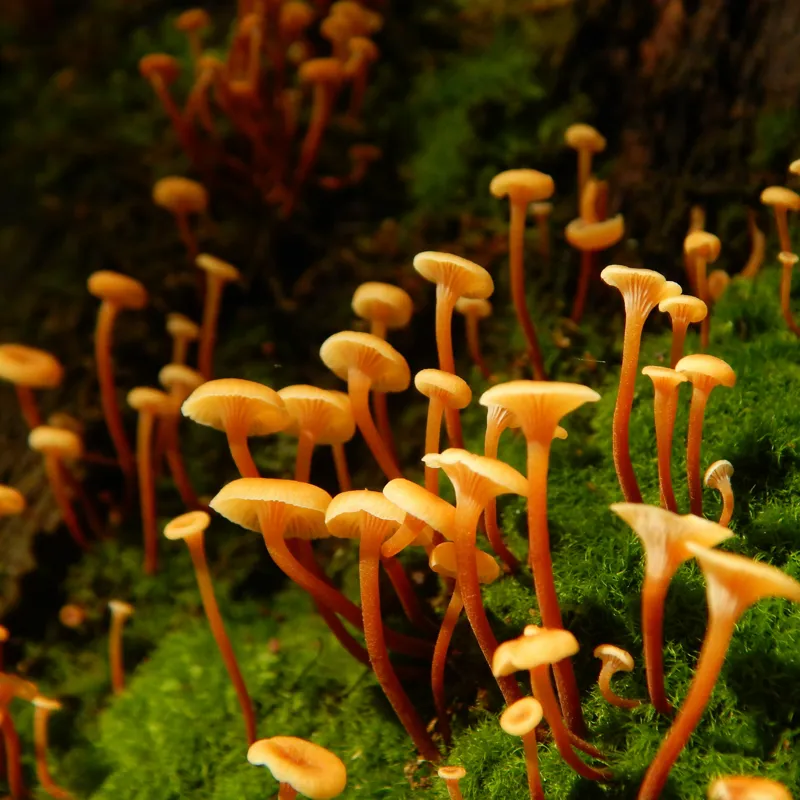 Tablou Canvas, "Ciuperci aurii în pădure verde", Fungi, Pădure, Mușchi, Natură, Ciuperci, Plante, Înverzire, Ecosistem, Habitat, 50 x 50 cm – poza 2