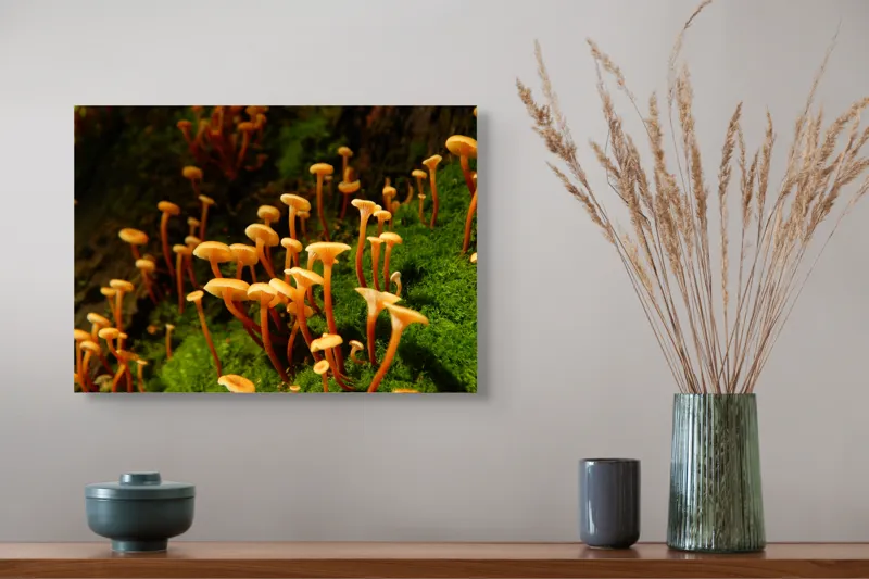 Tablou Canvas, "Ciuperci aurii în pădure verde", Fungi, Pădure, Mușchi, Natură, Ciuperci, Plante, Înverzire, Ecosistem, Habitat, 54 x 39 cm – poza 4