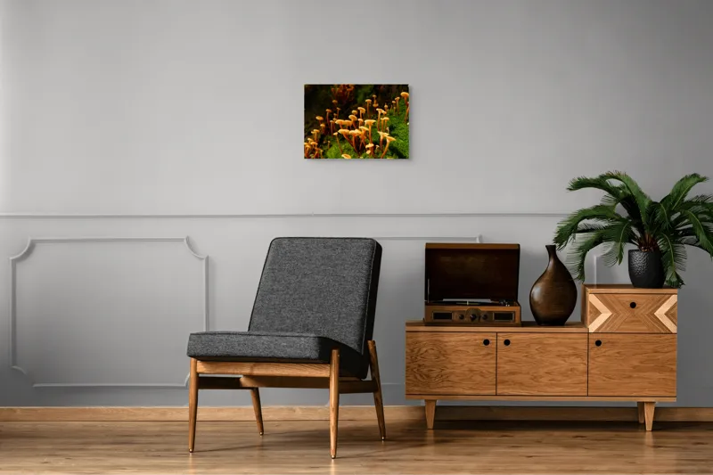 Tablou Canvas, "Ciuperci aurii în pădure verde", Fungi, Pădure, Mușchi, Natură, Ciuperci, Plante, Înverzire, Ecosistem, Habitat, 54 x 39 cm – poza 7