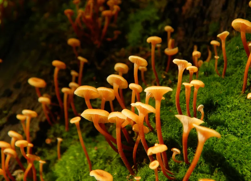 Tablou Canvas, "Ciuperci aurii în pădure verde", Fungi, Pădure, Mușchi, Natură, Ciuperci, Plante, Înverzire, Ecosistem, Habitat, 54 x 39 cm – poza 2