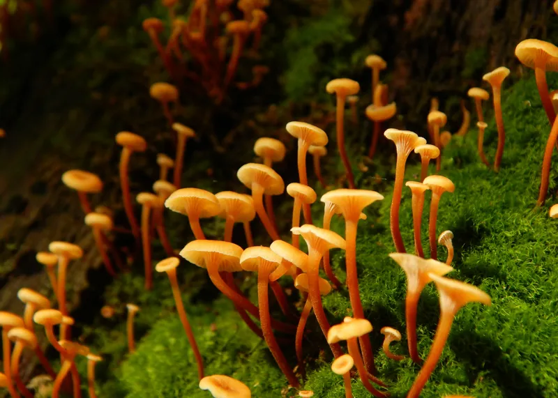 Tablou Canvas, "Ciuperci aurii în pădure verde", Fungi, Pădure, Mușchi, Natură, Ciuperci, Plante, Înverzire, Ecosistem, Habitat, 70 x 50 cm – poza 2