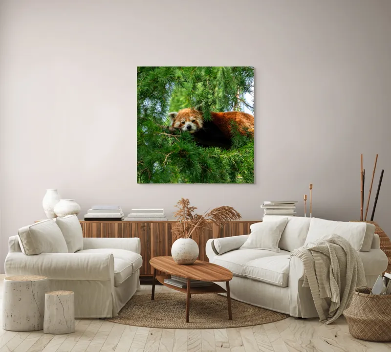 Tablou Canvas, "Panda roșu odihnindu-se în copac", Roșu, Pufos, Arbore, Odihnă, Frunziș, Veveriță, Privire, Lenevire, Natură, 100 x 100 cm – poza 3