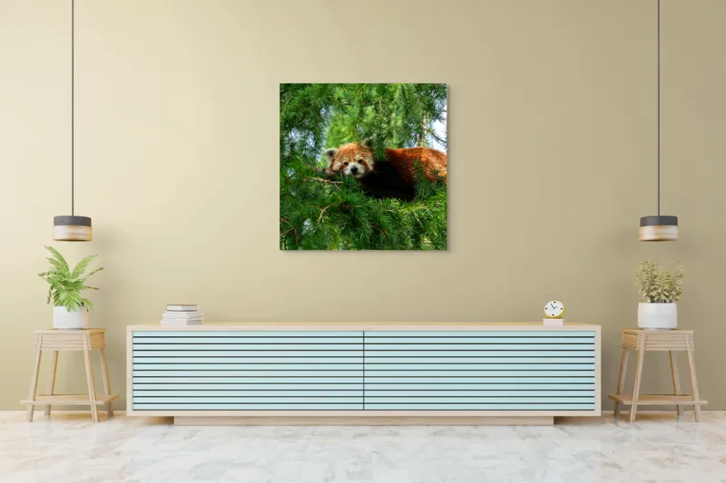 Tablou Canvas, "Panda roșu odihnindu-se în copac", Roșu, Pufos, Arbore, Odihnă, Frunziș, Veveriță, Privire, Lenevire, Natură, 100 x 100 cm – poza 5