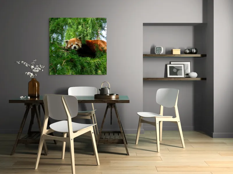 Tablou Canvas, "Panda roșu odihnindu-se în copac", Roșu, Pufos, Arbore, Odihnă, Frunziș, Veveriță, Privire, Lenevire, Natură, 100 x 100 cm – poza 6