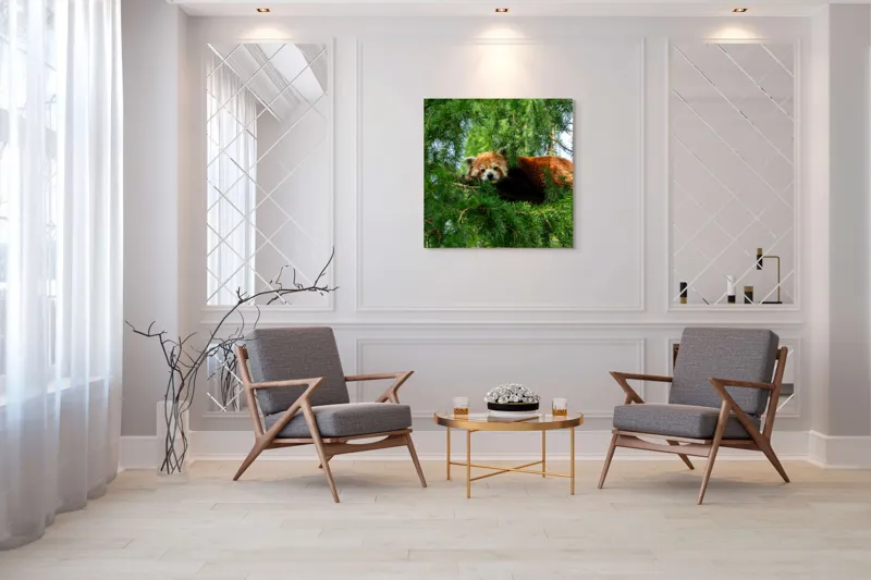 Tablou Canvas, "Panda roșu odihnindu-se în copac", Roșu, Pufos, Arbore, Odihnă, Frunziș, Veveriță, Privire, Lenevire, Natură, 100 x 100 cm – poza 7