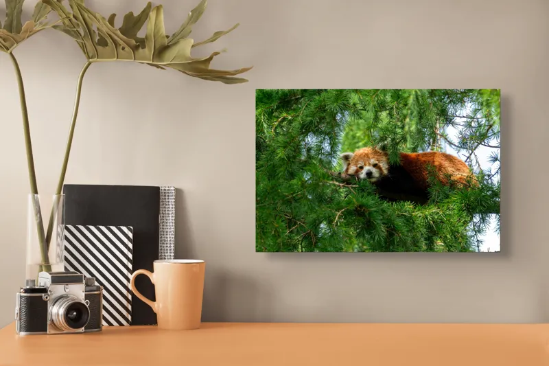 Tablou Canvas, "Panda roșu odihnindu-se în copac", Roșu, Pufos, Arbore, Odihnă, Frunziș, Veveriță, Privire, Lenevire, Natură, 39 x 26 cm – poza 3