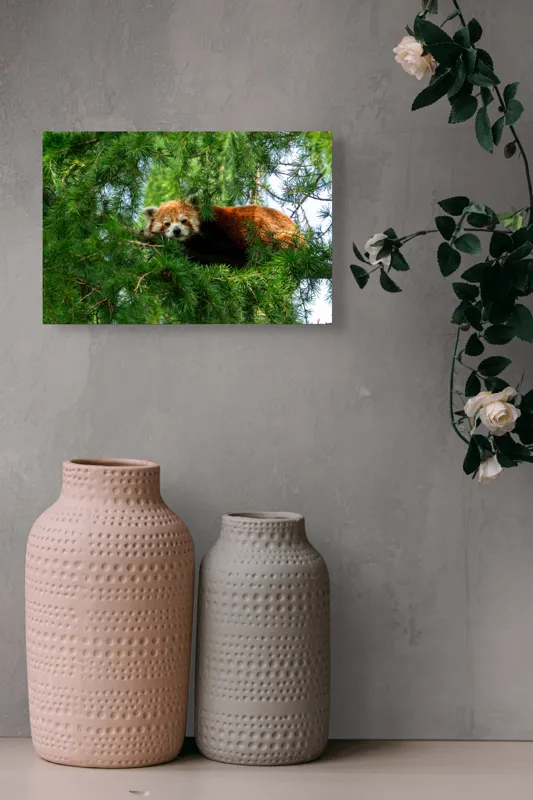 Tablou Canvas, "Panda roșu odihnindu-se în copac", Roșu, Pufos, Arbore, Odihnă, Frunziș, Veveriță, Privire, Lenevire, Natură, 39 x 26 cm – poza 4