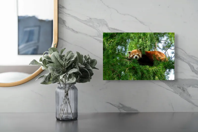 Tablou Canvas, "Panda roșu odihnindu-se în copac", Roșu, Pufos, Arbore, Odihnă, Frunziș, Veveriță, Privire, Lenevire, Natură, 39 x 26 cm – poza 5