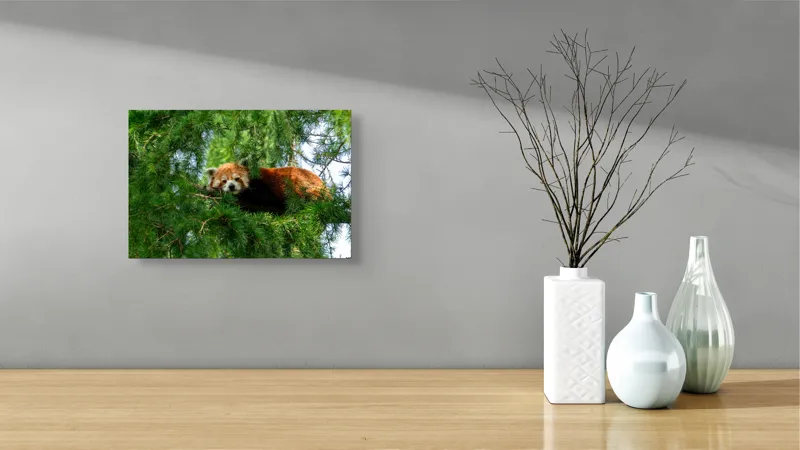 Tablou Canvas, "Panda roșu odihnindu-se în copac", Roșu, Pufos, Arbore, Odihnă, Frunziș, Veveriță, Privire, Lenevire, Natură, 39 x 26 cm – poza 8