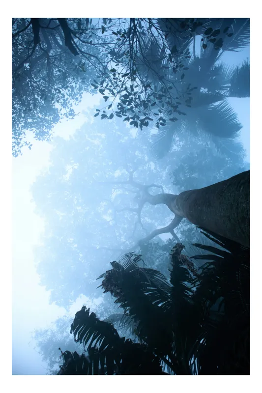 Tablou Canvas, "Misterul pădurii învăluite în ceață", Ceață, Pădure, Înălțime, Frunziș, Lume, Arbori, Mister, Lumină, Natură, Siluete, 50 x 70 cm