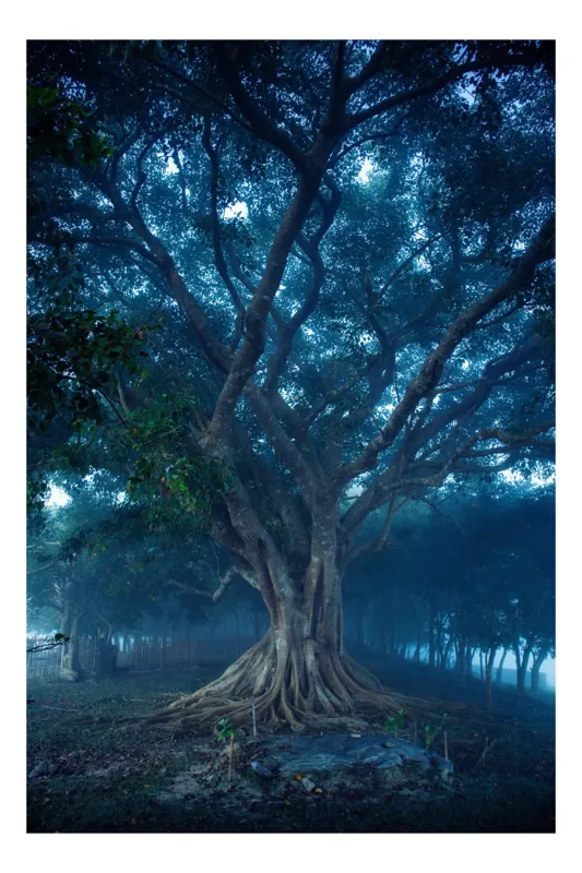 Tablou Canvas, "Copac mistic în ceața dimineții", Mister, Misterios, Majestic, Frunziș, Rădăcini, Umbre, Albastru, Vechime, Natură, Pădure, 100 x 100 cm