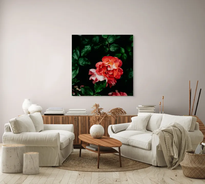 Tablou Canvas, "Flori de trandafir în ploaie liniștită", Roșu, Petale, Frunze, Rouă, Natură, Flori, Grădină, Prospețime, 100 x 100 cm – poza 3