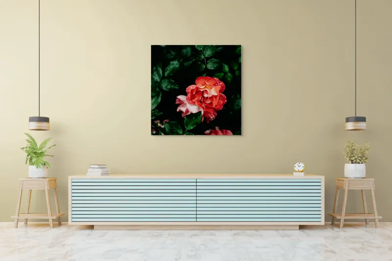 Tablou Canvas, "Flori de trandafir în ploaie liniștită", Roșu, Petale, Frunze, Rouă, Natură, Flori, Grădină, Prospețime, 100 x 100 cm – poza 5