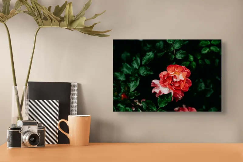 Tablou Canvas, "Flori de trandafir în ploaie liniștită", Roșu, Petale, Frunze, Rouă, Natură, Flori, Grădină, Prospețime, 39 x 26 cm – poza 3