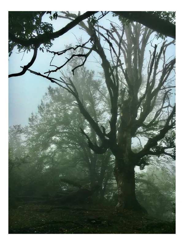 Tablou Canvas, "Copacul învăluit de ceață misterioasă", Mister, Frunze, Cețoasă, Siluetă, Ramuri, Pădure, Tranquilitate, Natură, Întunecat, Atmosferic, 50 x 70 cm