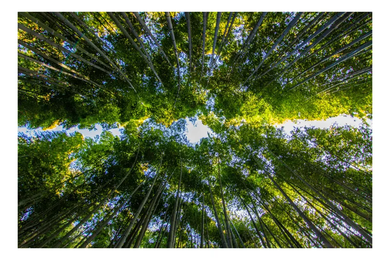 Tablou Canvas, "Pădurea înălțimilor verzi îmbrățișătoare", Verde, Bambus, Înălțime, Cer, Natură, Lumină, Frunziș, Pădure, Trunchiuri, Frumusețe, 70 x 50 cm