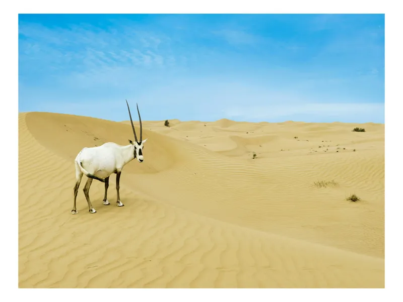 Tablou Canvas, "Oryx singur în deșertul nesfârșit", Antilopă, Deșert, Dune, Cer, Solitudine, Calm, Natură, Zare, Puritate, Armonie, 100 x 70 cm