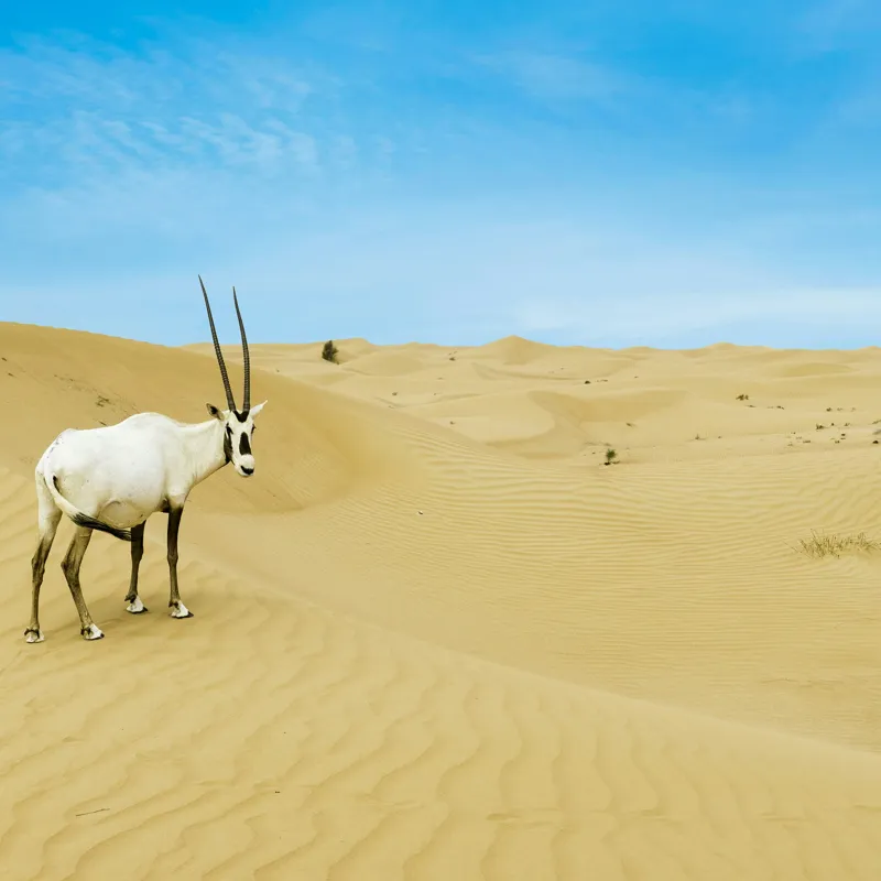 Tablou Canvas, "Oryx singur în deșertul nesfârșit", Antilopă, Deșert, Dune, Cer, Solitudine, Calm, Natură, Zare, Puritate, Armonie, 50 x 50 cm – poza 2