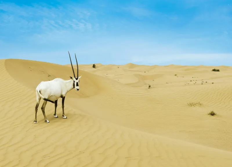 Tablou Canvas, "Oryx singur în deșertul nesfârșit", Antilopă, Deșert, Dune, Cer, Solitudine, Calm, Natură, Zare, Puritate, Armonie, 54 x 39 cm – poza 2