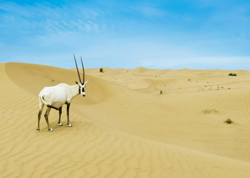 Tablou Canvas, "Oryx singur în deșertul nesfârșit", Antilopă, Deșert, Dune, Cer, Solitudine, Calm, Natură, Zare, Puritate, Armonie, 70 x 50 cm – poza 2
