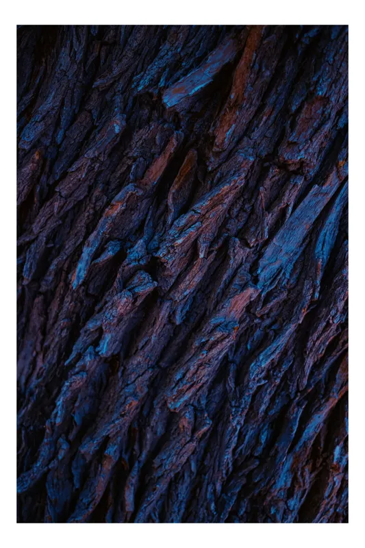 Tablou Canvas, "Texturi de scoarță în penumbră albastră", Textură, Rugozitate, Adâncime, Contrast, Albastru, Natură, Scoarță, Mister, Organic, Pământesc, 50 x 70 cm