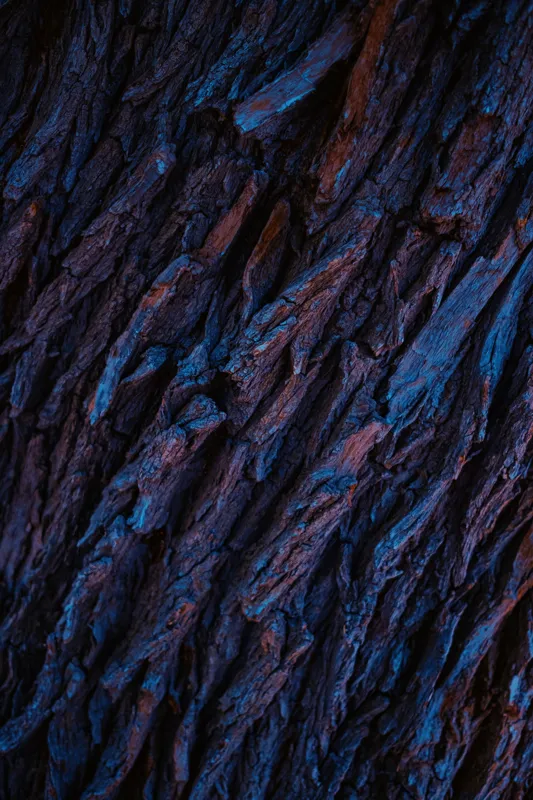 Tablou Canvas, "Texturi de scoarță în penumbră albastră", Textură, Rugozitate, Adâncime, Contrast, Albastru, Natură, Scoarță, Mister, Organic, Pământesc, 100 x 150 cm – poza 2