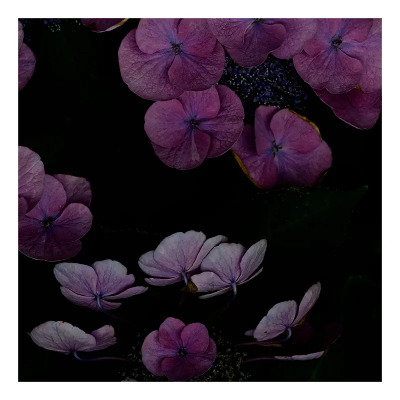Tablou Canvas, "Misterul hortensiilor în noapte adâncă", Flori, Violet, Delicate, Întuneric, Frunziș, Textură, Petale, Grădină, Natură, Eleganță, 50 x 90 cm