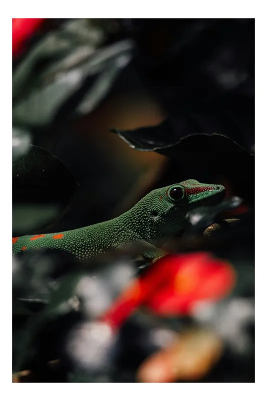 Tablou Canvas, "Șopârla verde printre frunze întunecate", Verde, Texturi, Frunze, Reptilă, Ascuns, Natură, Detalii., 100 x 100 cm