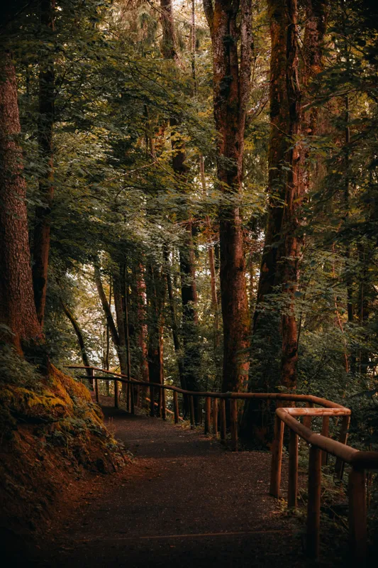 Tablou Canvas, "Poteca liniștită printre arborii înalți", Copaci, Alee, Frunze, Răcoare, Natură, Umbră, Traseu, Mister, Liniște, Aventură, 100 x 150 cm – poza 2