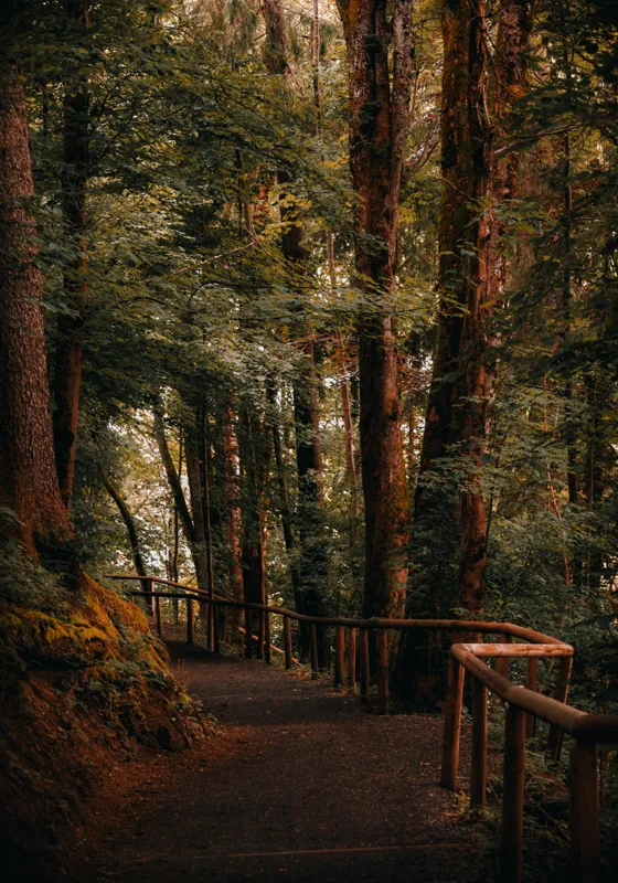 Tablou Canvas, "Poteca liniștită printre arborii înalți", Copaci, Alee, Frunze, Răcoare, Natură, Umbră, Traseu, Mister, Liniște, Aventură, 70 x 100 cm – poza 2