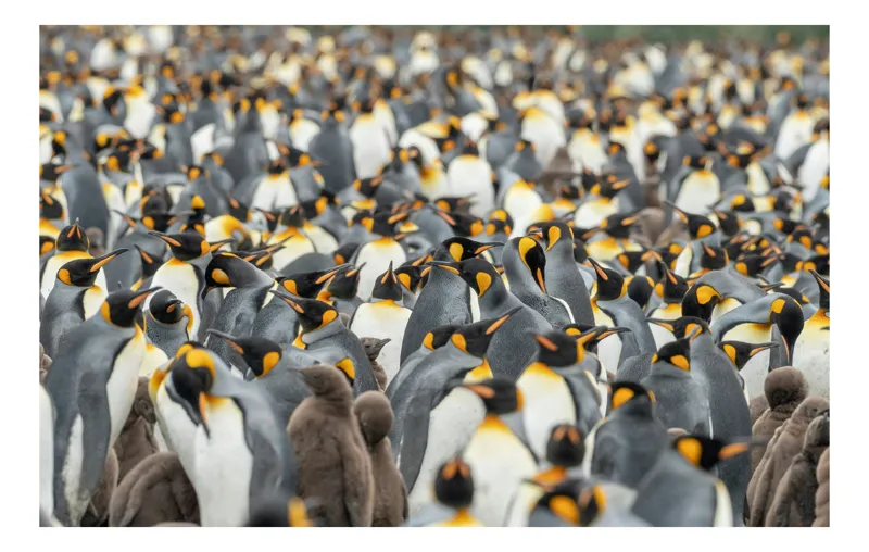 Tablou Canvas, "Împărăția pinguinilor eleganți în mulțime", Penguins, Colony, King, Birds, Nature, Antarctica, Wildlife, Gathering, Sea, Cold, 70 x 50 cm