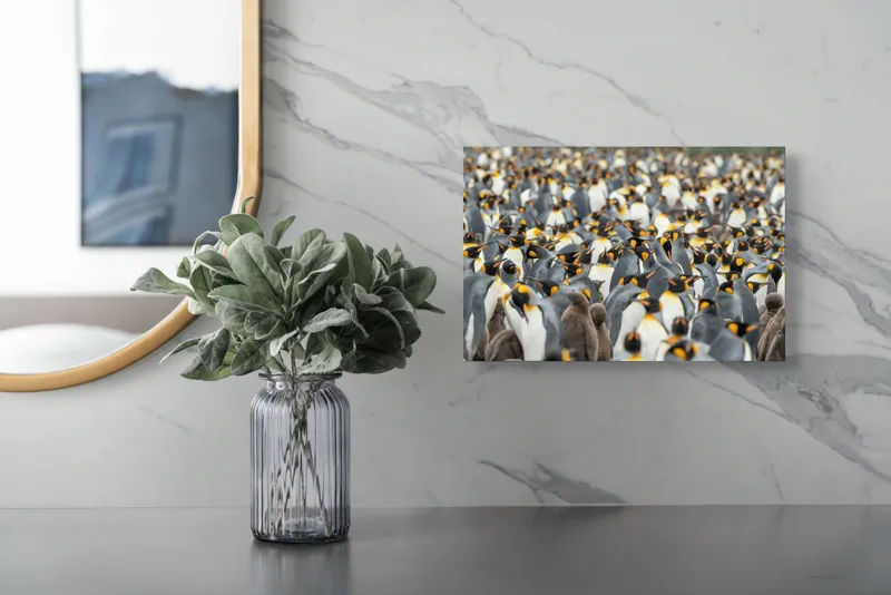 Tablou Canvas, "Împărăția pinguinilor eleganți în mulțime", Penguins, Colony, King, Birds, Nature, Antarctica, Wildlife, Gathering, Sea, Cold, 39 x 26 cm – poza 5