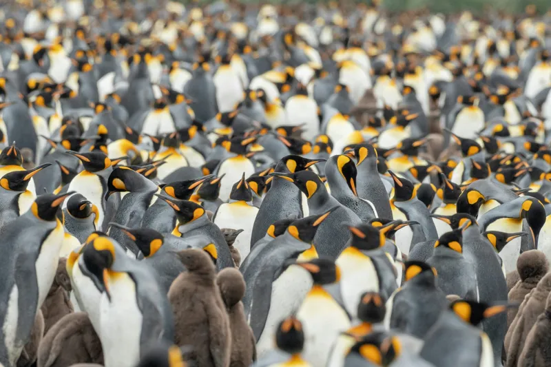 Tablou Canvas, "Împărăția pinguinilor eleganți în mulțime", Penguins, Colony, King, Birds, Nature, Antarctica, Wildlife, Gathering, Sea, Cold, 39 x 26 cm – poza 2