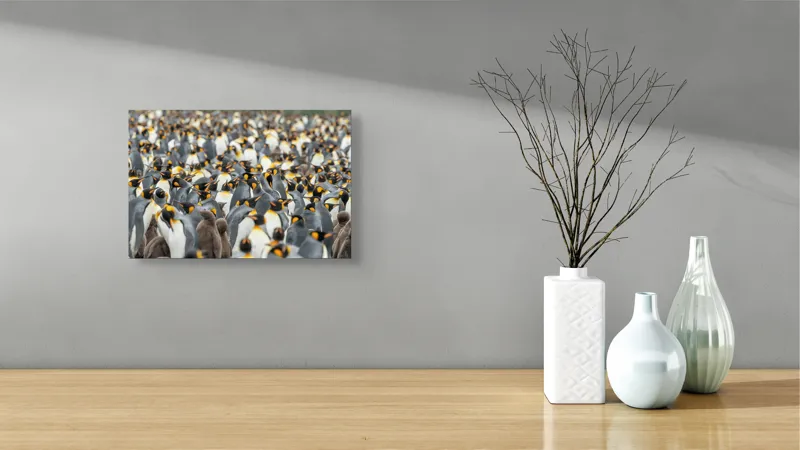 Tablou Canvas, "Împărăția pinguinilor eleganți în mulțime", Penguins, Colony, King, Birds, Nature, Antarctica, Wildlife, Gathering, Sea, Cold, 39 x 26 cm – poza 8